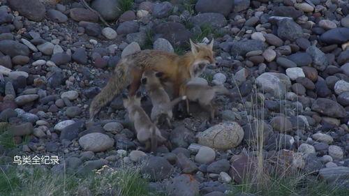 雌狐 在线观看,在线揭秘神秘雌狐世界